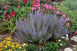 Denim 'n Lace Russian Sage (Perovskia atriplicifolia 'Denim 'n Lace') at A Very Successful Garden Center