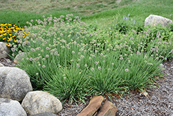 Medusa Ornamental Onion (Allium 'Medusa') at Lakeshore Garden Centres