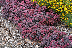 Dazzleberry Stonecrop (Sedum 'Dazzleberry') at A Very Successful Garden Center