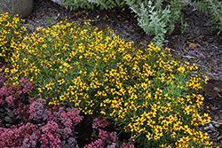 Sizzle And Spice Curry Up Tickseed (Coreopsis verticillata 'Curry Up') at Lakeshore Garden Centres