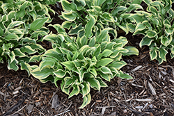 Wrinkle in Time Hosta (Hosta 'Wrinkle in Time') at Lakeshore Garden Centres