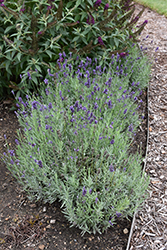 Sweet Romance Lavender (Lavandula angustifolia 'Kerlavangem') at Stonegate Gardens