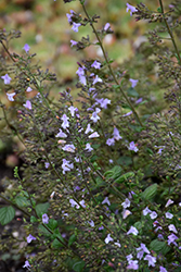 Marvelette Blue Dwarf Calamint (Calamintha nepeta 'Marvelette Blue') at Lakeshore Garden Centres