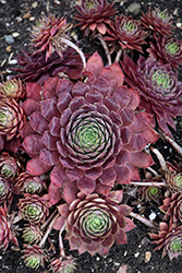 Peggy Hens And Chicks (Sempervivum 'Peggy') at Stonegate Gardens