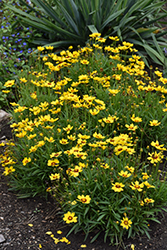 Sunkiss Tickseed (Coreopsis grandiflora 'SunKiss') at A Very Successful Garden Center