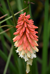 High Roller Torchlily (Kniphofia 'High Roller') at A Very Successful Garden Center
