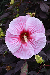Starry Starry Night Hibiscus (Hibiscus 'Starry Starry Night') at Stonegate Gardens