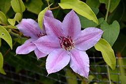 Fireworks Clematis (Clematis 'Fireworks') at Stonegate Gardens