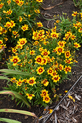 UpTick Gold and Bronze Tickseed (Coreopsis 'Baluptgonz') at Stonegate Gardens