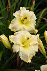 Marquee Moon Daylily (Hemerocallis 'Marquee Moon') at Stonegate Gardens