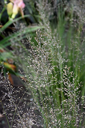 Gone With The Wind Prairie Dropseed (Sporobolus heterolepis 'Gone With The Wind') at A Very Successful Garden Center