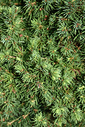 Elf Alberta Spruce (Picea glauca 'Elf') at Stonegate Gardens