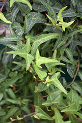 Needlepoint English Ivy (Hedera helix 'Needlepoint') at Stonegate Gardens