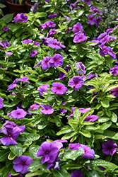 Jams 'N Jellies Blueberry Vinca (Catharanthus roseus 'PAS1038424') at Stonegate Gardens
