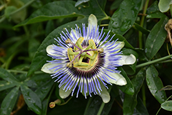 Blue Bahama Passion Flower (Passiflora caerulea 'Blue Bahama') at Stonegate Gardens