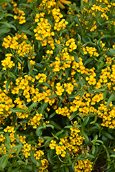 Mexican Tarragon (Tagetes lucida) at Stonegate Gardens
