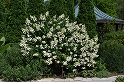 Floribunda Hydrangea (Hydrangea paniculata 'Floribunda') at Stonegate Gardens