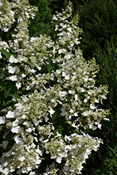 Floribunda Hydrangea (Hydrangea paniculata 'Floribunda') at Stonegate Gardens