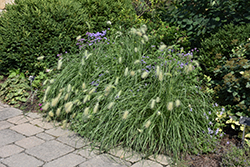 Feathertop Grass (Pennisetum villosum) at Stonegate Gardens