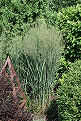 Prairie Winds Totem Pole Switch Grass (Panicum virgatum 'Totem Pole') at Lakeshore Garden Centres