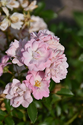 The Fairy Rose (Rosa 'The Fairy') at Lakeshore Garden Centres
