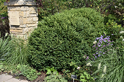 Green Gem Boxwood (Buxus 'Green Gem') at Lakeshore Garden Centres