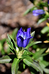True Blue Gentian (Gentiana 'True Blue') at Lakeshore Garden Centres