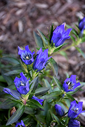 True Blue Gentian (Gentiana 'True Blue') at Stonegate Gardens