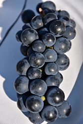Beta Grape (Vitis 'Beta') at Lakeshore Garden Centres