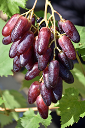 Witch Finger Grape (Vitis 'Witch Finger') at Stonegate Gardens