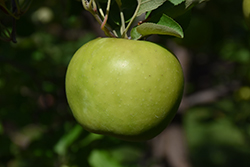 Northwest Greening Apple (Malus 'Northwest Greening') at Stonegate Gardens