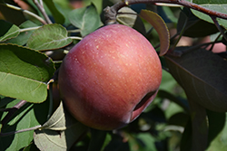 SnowSweet Apple (Malus 'Wildung') at Stonegate Gardens