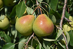 Parker Pear (Pyrus 'Parker') at Stonegate Gardens