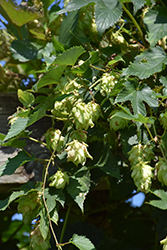 Hops (Humulus lupulus) at Stonegate Gardens