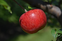 Wolf River Apple (Malus 'Wolf River') at Stonegate Gardens