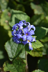 Hyacinth Blue Tube Clematis (Clematis heracleifolia 'Hyacinth Blue') at Stonegate Gardens