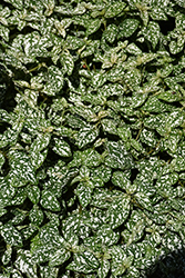 Confetti White Polka Dot Plant (Hypoestes phyllostachya 'Confetti White') at Stonegate Gardens
