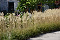 Karl Foerster Reed Grass (Calamagrostis x acutiflora 'Karl Foerster') at Lakeshore Garden Centres
