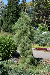 Angel Falls Weeping White Pine (Pinus strobus 'Angel Falls') at Stonegate Gardens