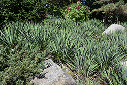 Small Soapweed (Yucca glauca) at Lakeshore Garden Centres