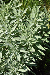 Garden Gray Sage (Salvia officinalis 'Garden Gray') at Stonegate Gardens