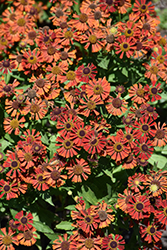 Mariachi Siesta Sneezeweed (Helenium autumnale 'Siesta') at Stonegate Gardens