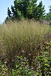 Heavy Metal Blue Switch Grass (Panicum virgatum 'Heavy Metal') at Lakeshore Garden Centres