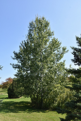 Trembling Aspen (Populus tremuloides) at Stonegate Gardens