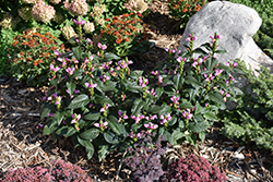 Tiny Tortuga Turtlehead (Chelone lyonii 'Tiny Tortuga') at Lakeshore Garden Centres
