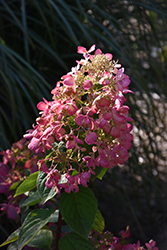 Diamond Rouge Hydrangea (Hydrangea paniculata 'Rendia') at Lakeshore Garden Centres