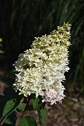 Berry White Hydrangea (Hydrangea paniculata 'Renba') at Stonegate Gardens