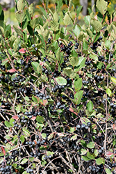 Black Chokeberry (Aronia melanocarpa) at Stonegate Gardens