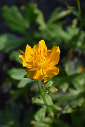 Morning Sun Globeflower (Trollius chinensis 'Morning Sun') at Stonegate Gardens