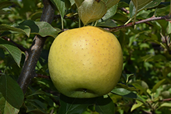 Yellow Transparent Apple (Malus 'Yellow Transparent') at A Very Successful Garden Center